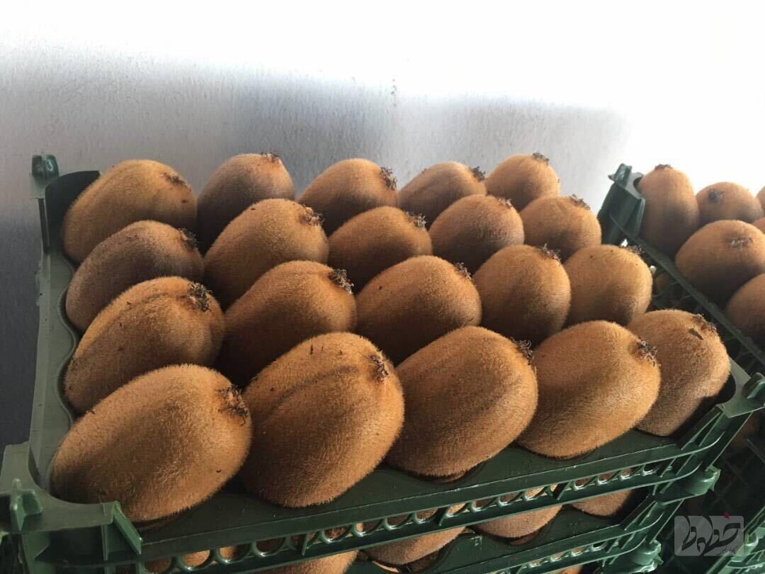 ماجرای عجیب برگشت کیویهای ایرانی کیوی