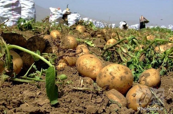 با خیال راحت سیب زمینی آب پز بخورید/ نکاتی درباره مصرف سیب زمینی