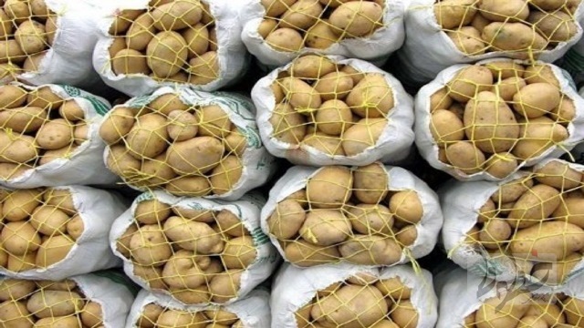 عرضه سیب زمینی قطره چکانی در حال انجام است عرضه سیب زمینی قطره چکانی در حال انجام است
