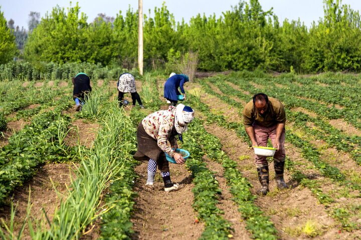 به کشاورزان و دامداران به زودی تسهیلات با حداقل سود پرداخت میشود به کشاورزان و دامداران به زودی تسهیلات با حداقل سود پرداخت میشود