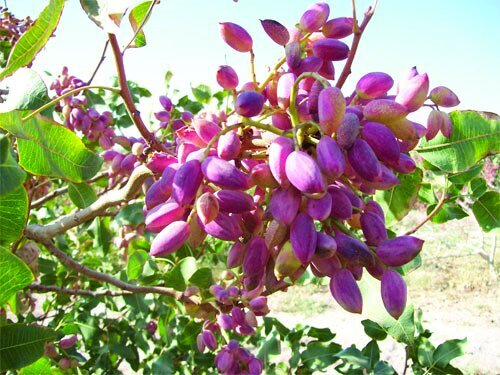 عده&zwnj;ای خواستار خشکاندن باغات پسته رفسنجان شده&zwnj;اند!