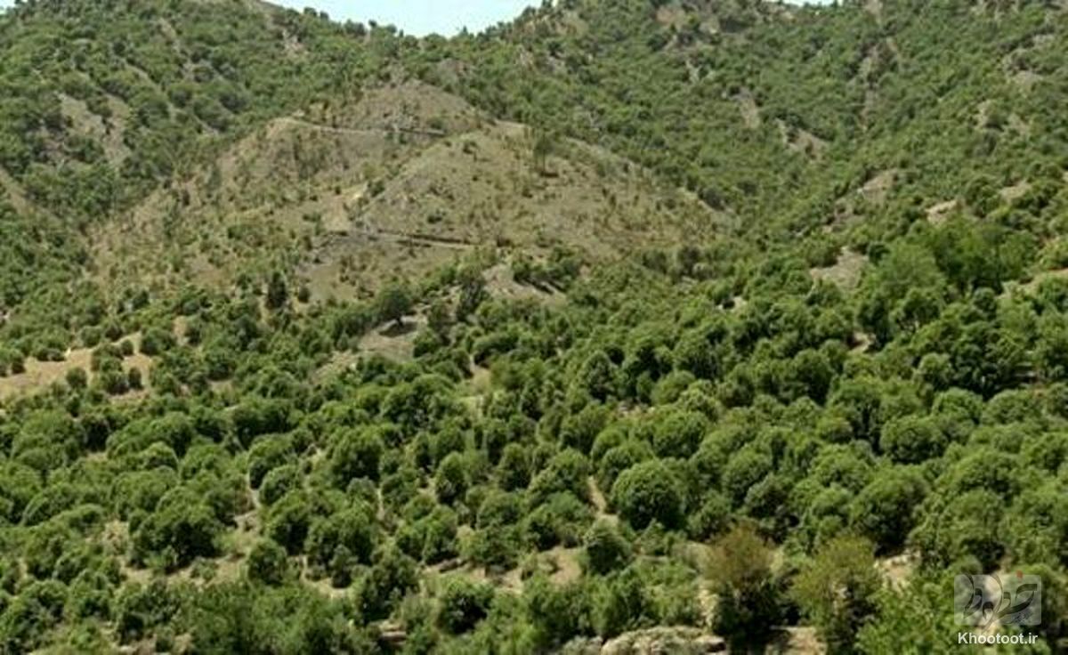 جنگل‌های ایران تا ۵۰ سال آینده از بین می‌رود