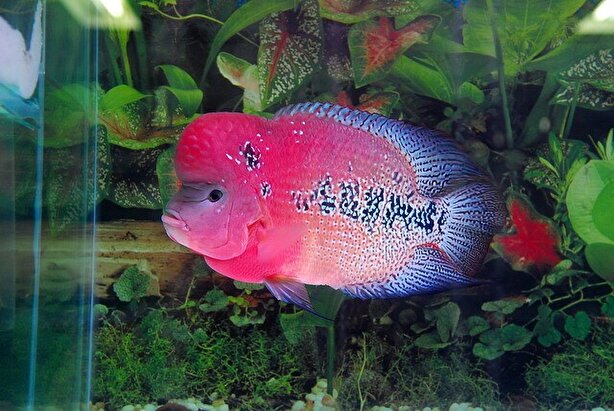 زیباترین ماهی های جهان