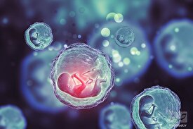 تولید سلول بنیادی جنینی انسان/ قرار دادن پژوهش در کنار درمان
