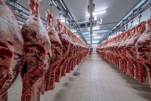 واردات ۲۵۰ هزار تن گوشت؛ تیشه به ریشه دام داخلی/ افزایش قیمت گوشت مهندسی‌شده بود