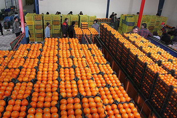 صادرات سیب درختی و پرتقال در اسفند محدود شد