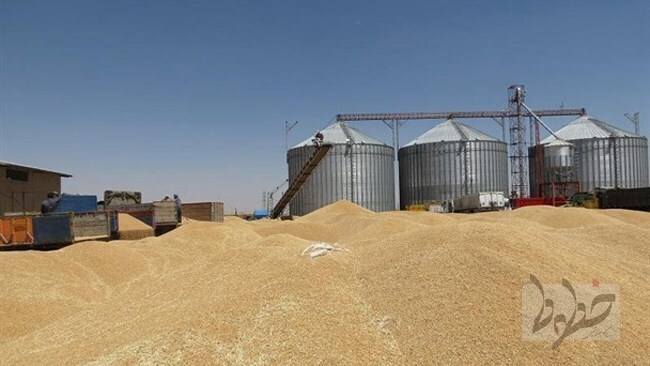 صادرات ۴۷۰ میلیون دلاری ایران با آرد گندم