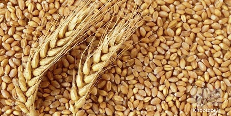 خرید تضمینی گندم از مرز یک میلیون تن گذشت خرید تضمینی گندم از مرز یک میلیون تن گذشت