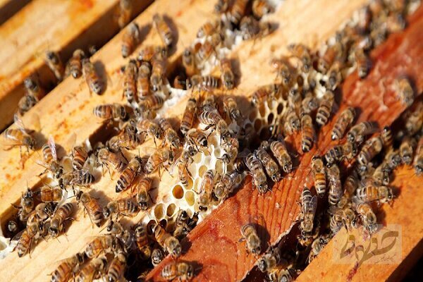 ایران باید به هاب صنعت زنبورداری در منطقه تبدیل شود