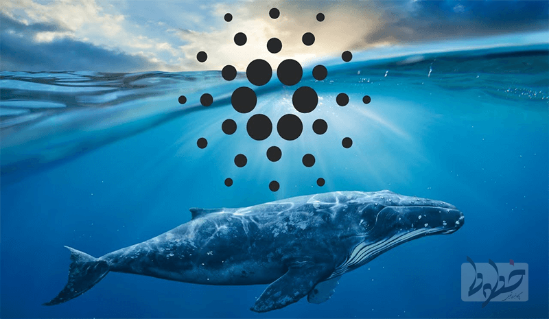 ثبت بیشترین تراکنش‌هاى ۴ ماه اخیر توسط نهنگ‌هاى کاردانو