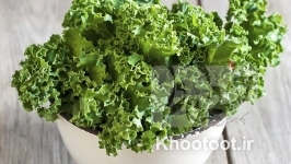 خواص معجزهآسای «کلم کیل» خواص معجزهآسای «کلم کیل»