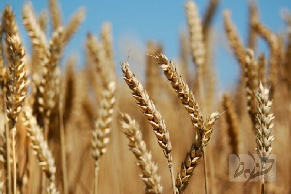خرید یک میلیون و ۸۰۰ هزار تن گندم از گندمکاران گندم