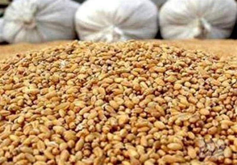 هر کیلوگرم جو و ذرت چند؟ جو