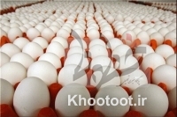 کشف و معدوم&zwnj;سازی ۳۹ تن تخم&zwnj;مرغ وارداتی