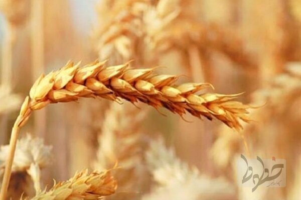افزایش نیم میلیون تُنی خرید گندم از گندمکاران گندمکاران