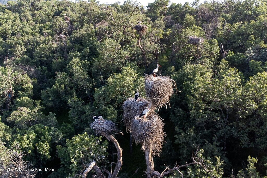 لک&zwnj;لک&zwnj;ها مهاجر
