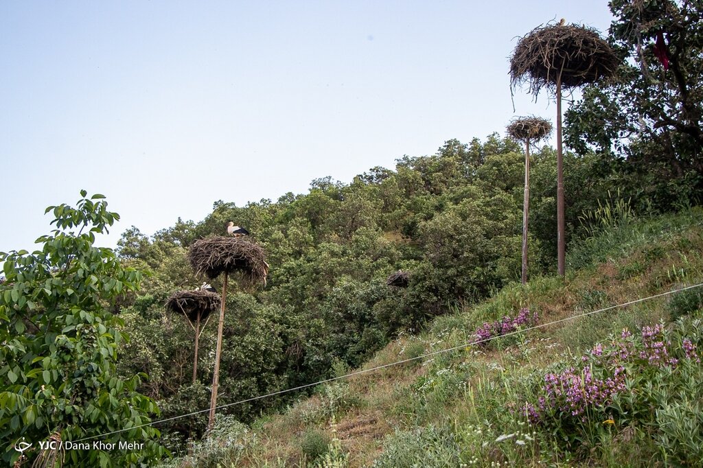 لک&zwnj;لک&zwnj;ها مهاجر