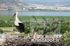 بازگشت لک&zwnj;لک&zwnj;ها به مریوان