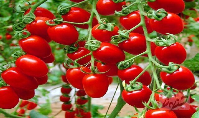  گوجه&zwnj;فرنگی 
