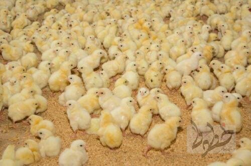 پای تبانی در میان است! جوجه