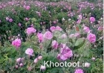 ۵ تُن گل محمدی در «بلده» تولید میشود ۵ تُن گل محمدی در «بلده» تولید میشود