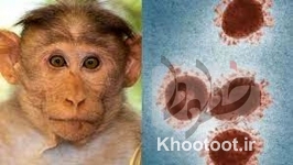 مشاهده آبله میمون در صربستان و شیلی مشاهده آبله میمون در صربستان و شیلی