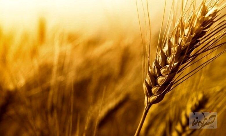 تولید ۱۰ میلیون تنی گندم گندم