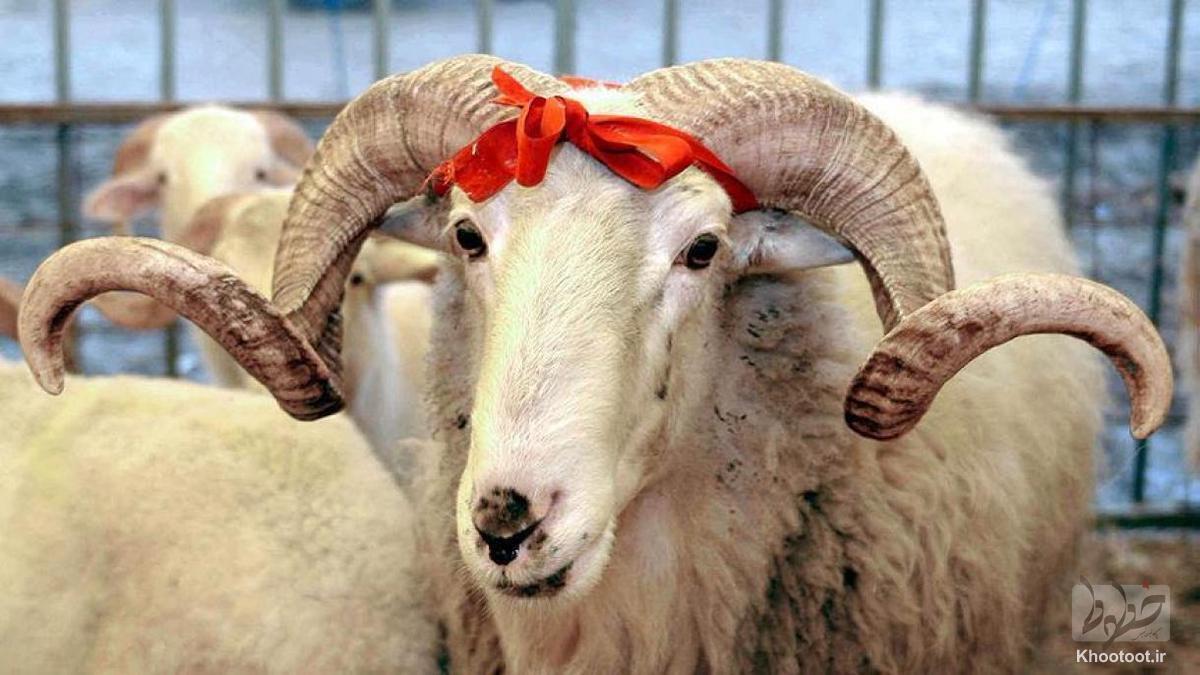 قربانی کردن چه فلسفهای دارد؟ قربانی کردن چه فلسفهای دارد؟