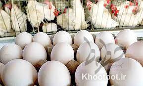 تکذیب ممنوعیت صادرات مرغ و تخم مرغ به عراق