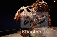 اسکلت دایناسور غول پیکر ۹۶ میلیون ساله کشف شد