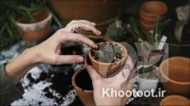 تاثیر باغبانی در بهبود سلامت روان تاثیر باغبانی در بهبود سلامت روان