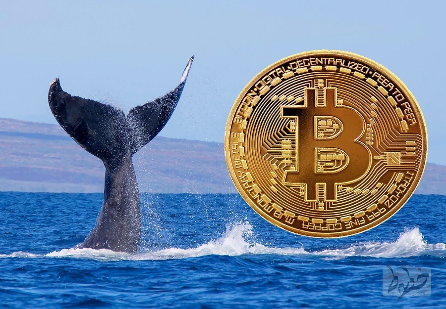 ارزش دارایی بیت‌کوین ثروتمندترین نهنگ ۲ میلیارد دلار است