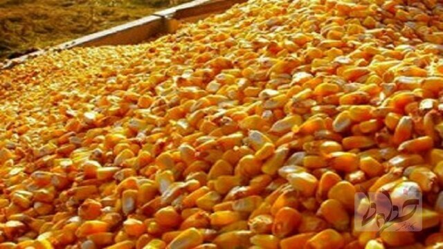   ذرت&zwnj;های آلوده  