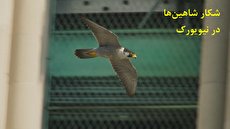 ببینید| ثبت تصاویر زیبایی از شیرجه شاهین&zwnj;ها از بالای آسمانخراش&zwnj;های نیویورک در آمریکا برای شکار