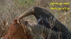 ببینید| حمله مورچه&zwnj;خوار به لانه موریانه&zwnj;ها/ استفاده جالبی از زبان دراز و چسبناک