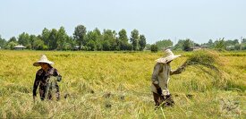 درآمد سارقان ساقه‌های برنج بیشتر از کشاورزان است!