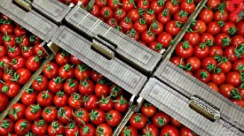 صادرات گوجه فرنگی و پیاز از ابتدای پاییز مشمول عوارض میشود