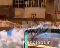 ساکنان محله سوهانک تهران از مشاهده گرگ در این منطقه گزارش دادهاند ساکنان محله سوهانک تهران از مشاهده گرگ در این منطقه گزارش دادهاند