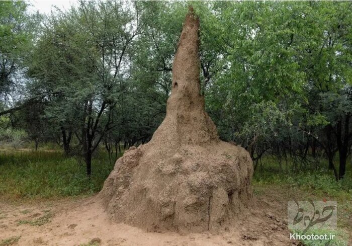 موریانهها، معماران ساخت بناهای مجهز به تهویه هوا موریانهها، معماران ساخت بناهای مجهز به تهویه هوا