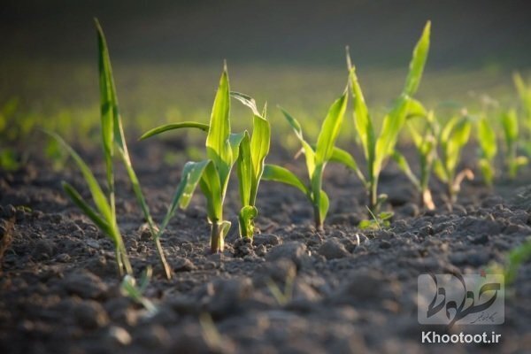 امنیت غذایی کشور با غنی‌سازی خاک تامین می شود