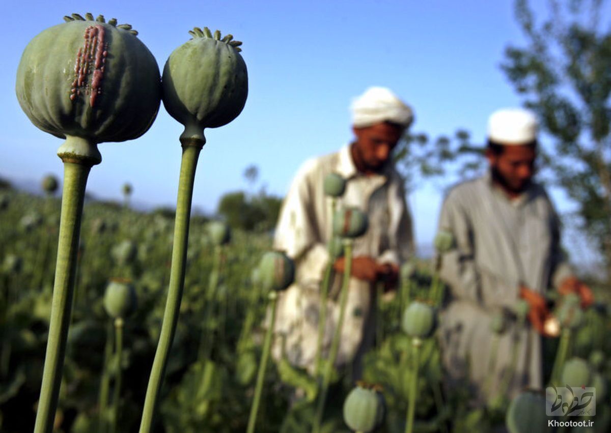 اشتغال بیش از دو میلیون نفر در چرخه کشت خشخاش / طالبان از درآمد پنج میلیارد دلاری نمیتواند بگذرد!