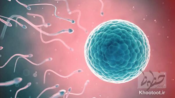 تبدیل سلول‌های بنیادی اسپرم به سلول‌های بنیادی القایی/ بررسی این سلول‌ها در درمان ناباروری