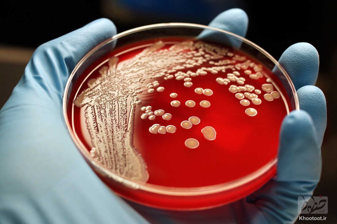 کشف یک آنتی‌بیوتیک جدید برای مبارزه با باکتری‌های خطرناک و مقاوم