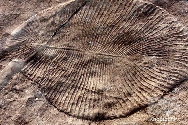 شناسایی اولین نشانه‌های انقراض دسته جمعی در زمین