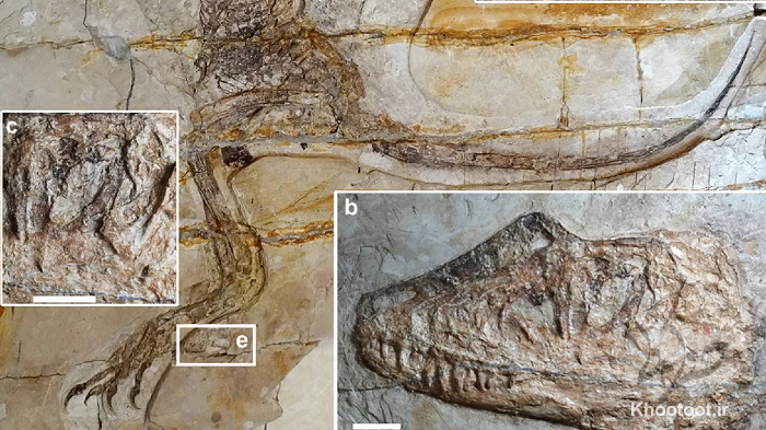 شناسایی فسیل یک دایناسور ۱۲۰ میلیون ساله با قورباغه‌ای در شکمش