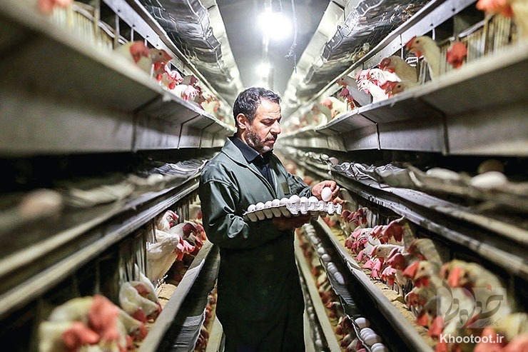 نرخ جدید  تخم مرغ بر مبنای مولفه های تولید اعلام می شود/ نرخ اصلاح نشود، تولید ۱۰۰ هزارتن کاهش خواهد یافت