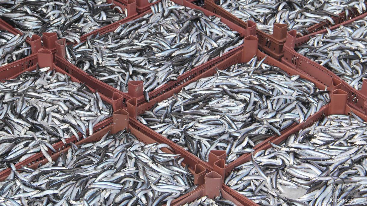 پیشنهاد اتحادیه تولید و تجارت آبزیان برای کاهش قیمت ماهی شب عید|  حمایت از تولید نباید با جیب مردم باشد  +جدول صادرات 9 ماهه