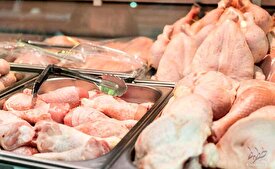 افزایش جوجه‌ریزی و عرضه مرغ از هفته‌های آتی|حذف قیمت گذاری دستوری راهکار تنظیم بازار مرغ