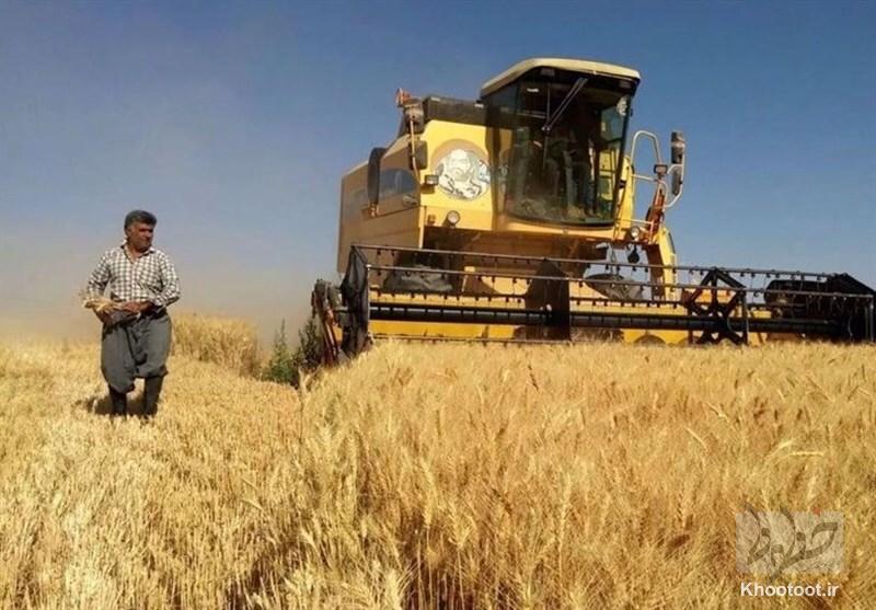 دو راهکار حمایتی در کشت گندم برای سهم کشاورز | تدارک لازم برای خرید دانه‌های روغنی انجام شده