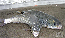 رهاسازی ۲۵۰میلیون قطعه ماهی سفید در دریای خزر/سازمان حفاظت محیط زیست در کنترل پساب‌ها کمک کند